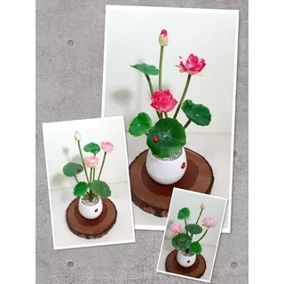Tanaman Hias Pegagan Palsu / Bunga Pegagan Artificial / Bunga Pegagan Plastik