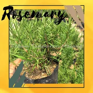 Tanaman Rosemary bunga Rosemarin bibit bunga rosemari daun rosemarry tanaman pengusir anti nyamuk