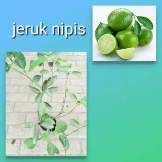 Jeruk nipis