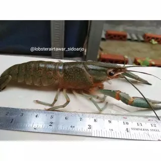 Lobster air tawar (LAT) red claw 4 5 6 Indukan