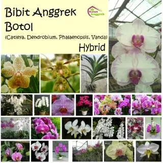 Bibit Botol Anggrek Bulan Cattleya Dendrobium Phalaenopsis Vanda Hybrid Hibrida