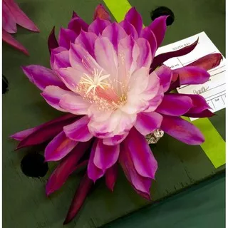 wijaya kusuma kepiting  - tanaman hidup- Tanaman wijaya kusuma -Bunga Hidup-kembang hidup asli-bunga hidup cantik cantik murah-hiasan rumah