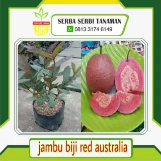 Tanaman jambu biji super red australia