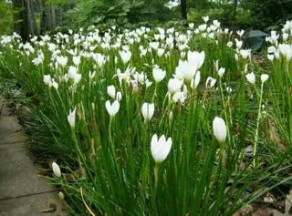 New Tanaman hias kucai tulip bunga putih kucai bunga-tanaman kucai