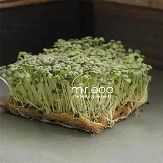 Microgreens Mustard - Osaka Purple - 5 Gram (+/- 900 benih) - Repack Benih USA