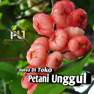 Bibit Jambu Air Kancing Merah Super