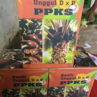 Bibit benih kelapa sawit PPKS UNGGUL