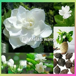 Biji Bunga melati putih wangi bunga besar