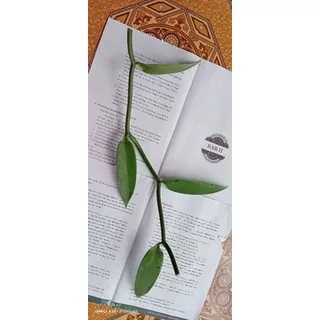 Bibit unggul vanili planifolia ukuran ±50cm