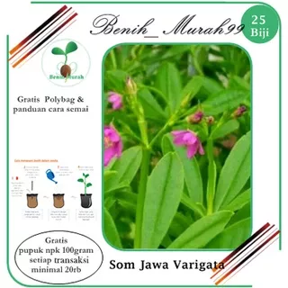 25butir benih biji  Tanaman Ginseng Jawa Talinun Paniculatum Som Jawa Varigata