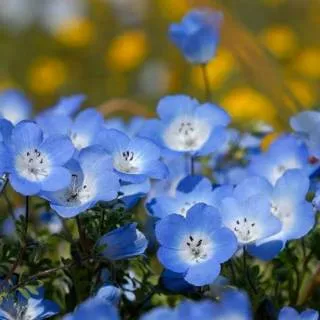 Tanaman hias bunga baby blue biru