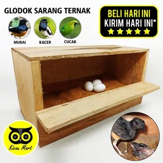 GLODOK MURAI KAYU GELODOK GLODOG SARANG TEMPAT TERNAK BERTERNAK BERTELUR TELUR BURUNG KACER GLMKY