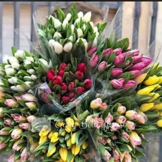 Bunga Tulip Fresh. Tulip bunga. Tulip kuning. Putih. per 10 batang