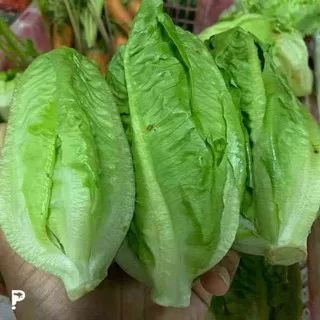 Romaine/romaine lettuce/ selada cos[250gram]