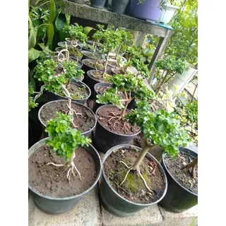 bibit bonsai sancang mame /bonsai sancang mini