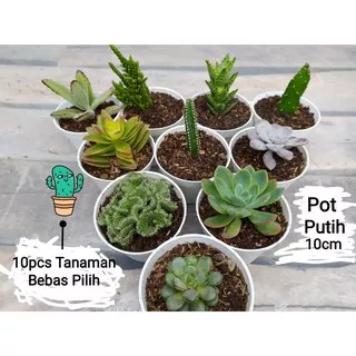 Kaktus Mini dan Sukulen Pot Putih 10cm ( paket 10pcs ) succulent cactus