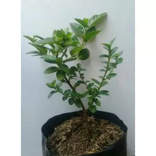 Bibit bonsai sancang