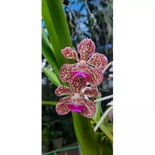 Vanda tricolor var suavis