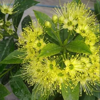 Bibit bunga Santos lemon kuning terlaris bibit tanaman hias hidup bunga santos
