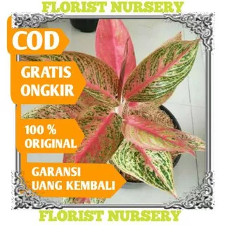 AGLONEMA LEGACY REMAJA / TANAMAN HIAS AGLONEMA MERAH DAUN 6-8 IMPOR / BUNGA RED AGLAONEMA MURAH