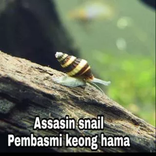 Assasin snail pembasmi keong hama aquascape