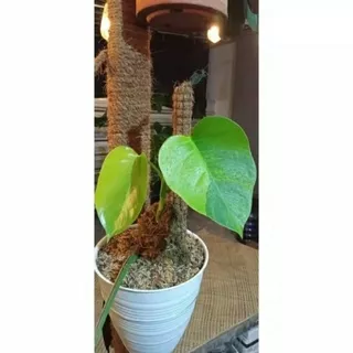 bonggol philodendron marmorata ( monstera varigata kuning )