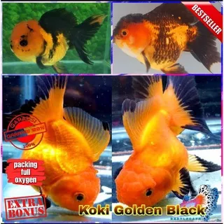 Ikan Hias Mas Koki Oranda Golden Black BIG SIZE