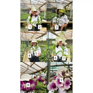 dendrobium dewasa/dendrobium mini/dendrobium knop