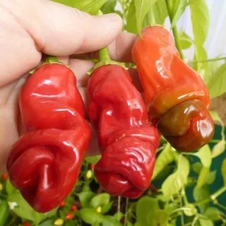 2 Biji Benih Cabe Red Peter Pepper Bibit Tanaman Cabai