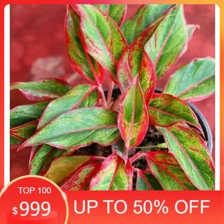 NEW MURAH!!! tanaman hias aglonema lipstick - aglaonema red lipstick