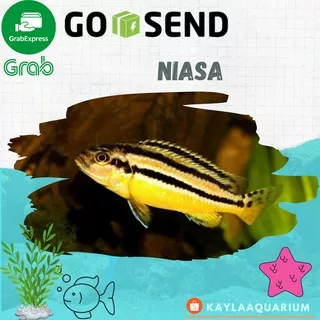 Ikan hias aquarium IKAN NIASA UKURAN BESAR ikan air tawar lucu unik menarik aquascape