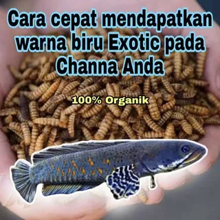 ikan channa chana barca pulchra asiatica maru andrao argus pakan ikan channa chana murah