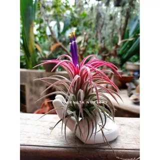 Tillandsia Ionantha Rubra ( vas tangan keramik)