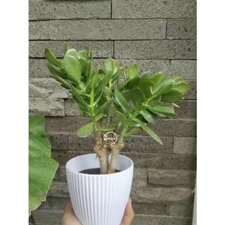 Jade Plant / Crassula Ovata / Jade Plant Hijau
