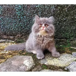 Kucing Persia