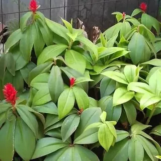 tanaman hias bunga pacing bulu, tanaman pacing bulu bunga merah