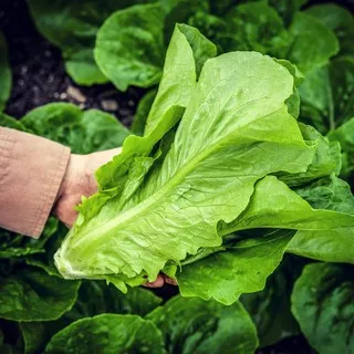 Romaine Lettuce Romen Segar