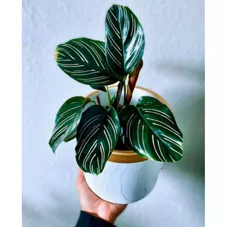 maranta batik/ ornata