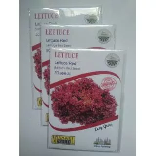 1 pack benih lettuce atau selada merah