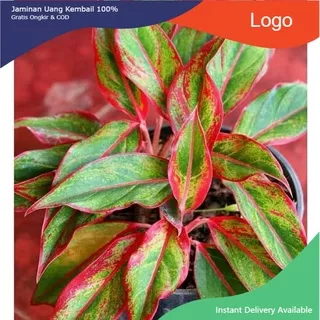 bibit tanaman hias aglonema lipstick - aglaonema red lipstick/Tanaman hias hidup