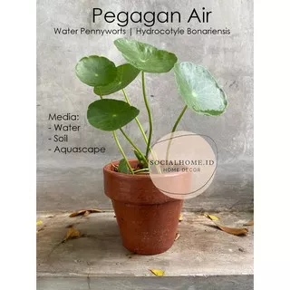 Tanaman Pegagan Air, Water Pennyworts, Hydrocotyle Bonariensis, verticillata cocok untuk Aquascape