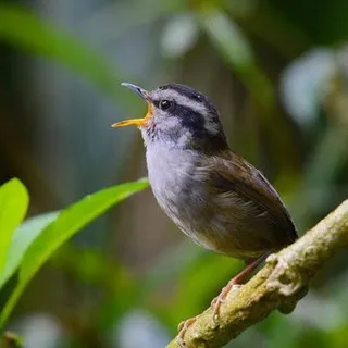 BURUNG TESIA JAWA BAHAN PILIHAN BAGUS bukan srdc ciblek