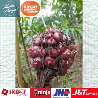 HONJE MERAH/LAKA MERAH SEGAR 1 KG