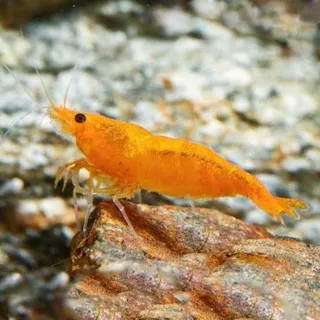 udang hias orange shrimp aquaacape udang hias aquascape aquarium