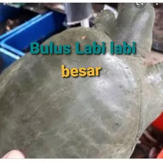 Labi labi bulus buat ritual fangsheng/1kg