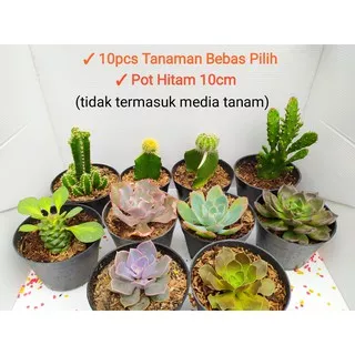 Kaktus Mini dan Sukulen Pot Hitam 10cm ( paket 10pcs ) succulent cactus