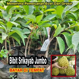 Bibit Srikaya Jumbo Australia