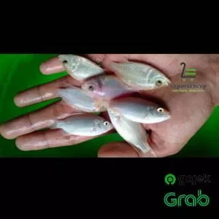 Bibit ikan nila albino