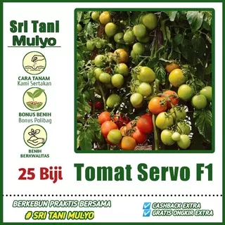 25 Biji - Benih Tomat SERVO F1 - Cap Panah Merah - Bibit Sayuran Benih Sayuran Tomat Gustavi  Chery