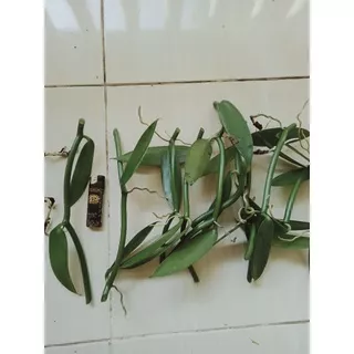 bibit-vanili-planifolia-unggul-stek-2-ruas/2-daun--paket-isi-10-stek